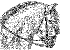 Caballo-5
