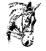 Caballo-7
