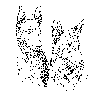 Caza-8
