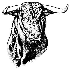Toros